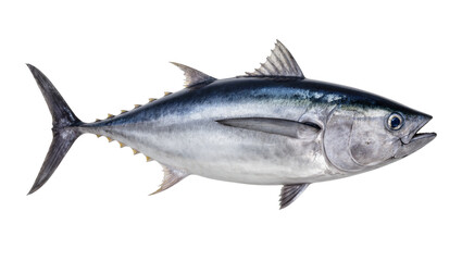 Obraz premium Large Blue Tuna Fish with Silver Fins and Dark Eyes