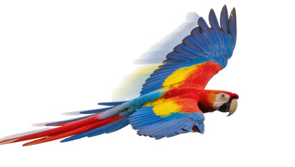 Scarlet macaw parrot in flight with vibrant plumage and long tail feathers © Andrei