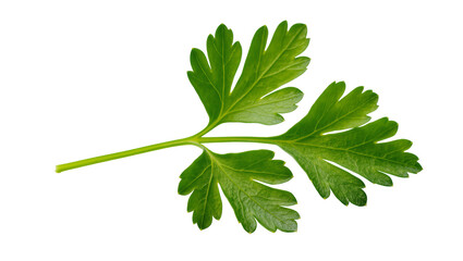 Vibrant Green Fresh Parsley Leaf with Delicate Veins and Stem © Andrei