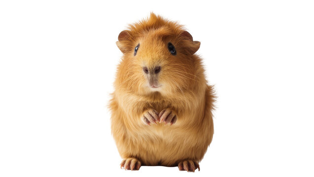 Fluffy brown guinea pig sitting upright with paws visible