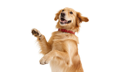 Golden Retriever Dog Raising Paw with Red Collar and Happy Expression © Andrei