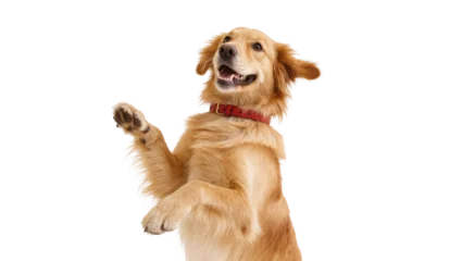 Fotobehang Hond Golden Retriever Dog Raising Paw with Red Collar and Happy Expression  © Andrei