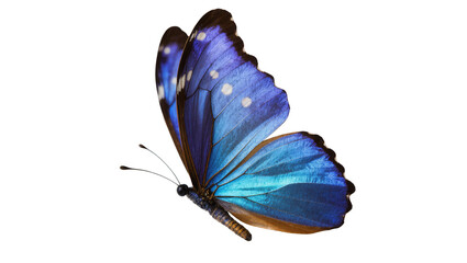 Blue Morpho Butterfly with White Spots Resting on Surface © Andrei