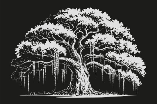 Spanish moss live oak tree, silhouette vector, detailed natural hanging moss illustration for landscape botanical and outdoor nature design.
