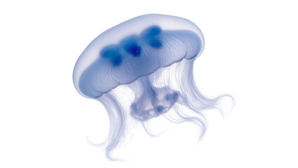 Translucent jellyfish with blue internal organs floating in water © Andrei