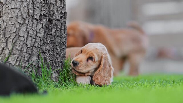 Cute puppies enjoying sunny backyard, playful energy and fun, 4K slow motion