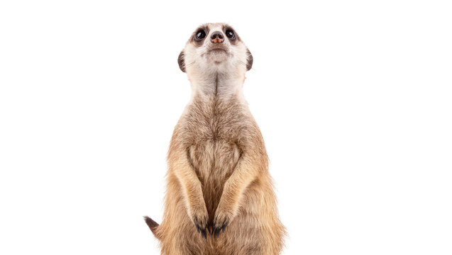 Standing Curious Baby Meerkat with Brown Fur and Dark Eyes