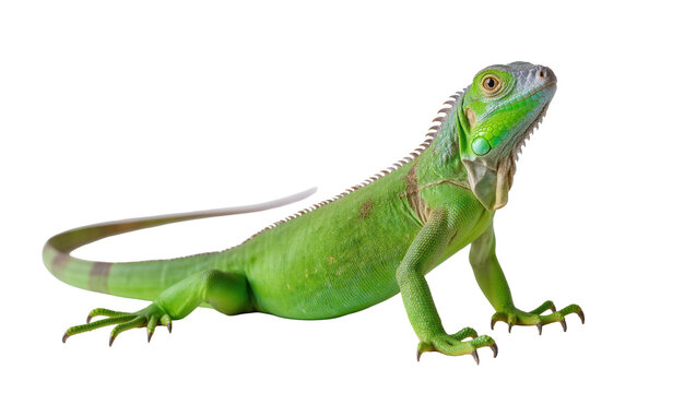 Green Iguana Reptile with Scaly Skin and Long Tail