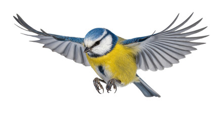 Blue Tit Bird Flying with Extended Wings and Yellow Underparts © Andrei