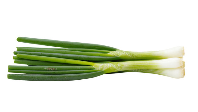 Bunch of Fresh Green Spring Onions with White Bulbous Roots
