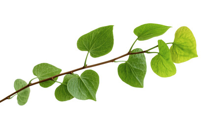 Fototapeta premium Green Heartleaf Philodendron Branch with Vibrant Leaves