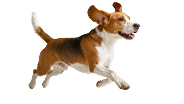Brown and White Beagle Running with Ears Flopped Forward