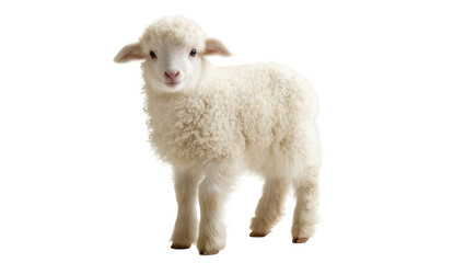 Fototapeta premium Fluffy Cream Colored Lamb Standing with Soft Wool and Four Legs