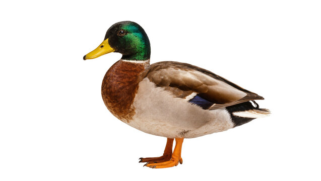 Greenhead Mallard Duck Standing Profile View