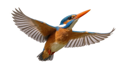 Fototapeta premium Blue-and-orange Kingfisher Bird Flying with Spread Wings