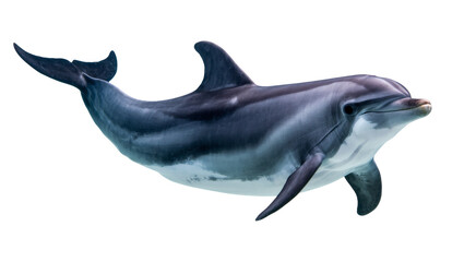 Fototapeta premium Gray playful dolphin swimming gracefully with smooth skin and dark fin