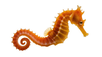 Orange textured Seahorse with curled tail and spiky dorsal fin © Andrei