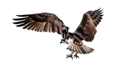 Obraz premium Flying Osprey Bird with Spread Wings and Sharp Talons