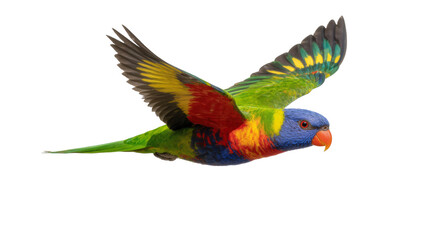 Rainbow colored Lorikeet Parrot in Flight with Extended Wings © Andrei