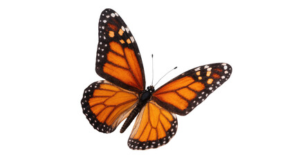 Monarch butterfly with orange wings and black markings © Andrei