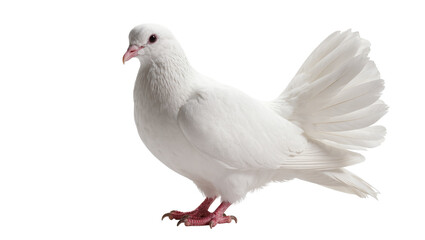 Fototapeta premium Plump White Pigeon with Fluffed Feathers and Red Feet
