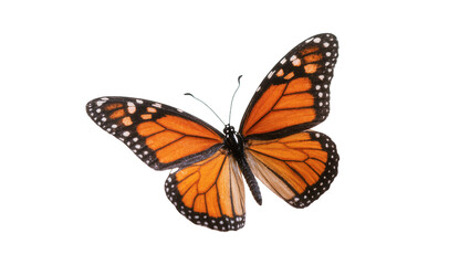 Vibrant Monarch Butterfly with Orange Wings and Black Veins © Andrei