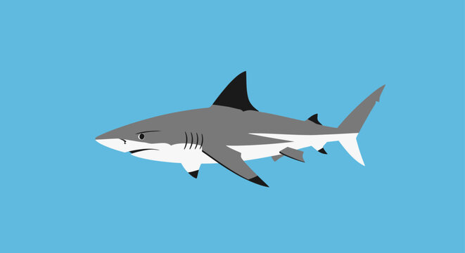 A gray shark with white underbelly swims against a blue background.