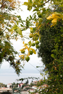 Limes hanging from tree