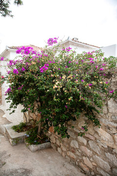 Alleyways and vegetation in Greece