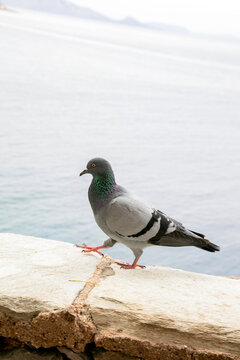 Pigeon walking on stone wall