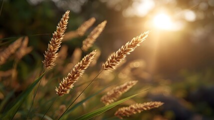 Fototapeta premium Golden hour sunlight illuminates ripe wheat stalks in a tranquil natural meadow scene