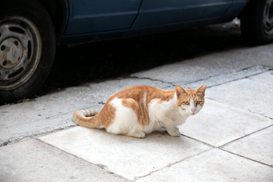 Orange and white cat crouching on sidewalk