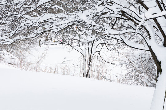 Snowy covered trees