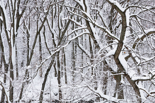 Snowy covered trees