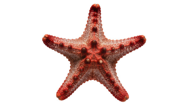 Red starfish with bumpy texture, isolated on transparent background