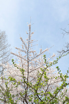 White cherry blossoms in bloom in New York City