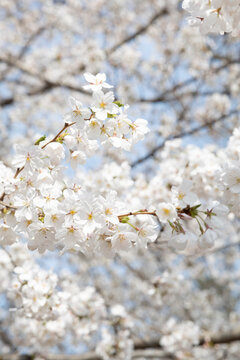 White cherry blossoms in bloom in New York City