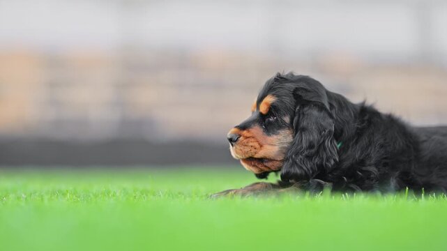 Happy puppies in green garden enjoying fun playtime, 4K slow motion