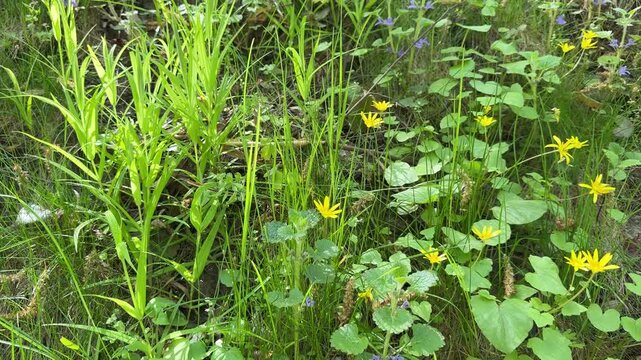 Wildflower meadow mixed  grasses herbs.
