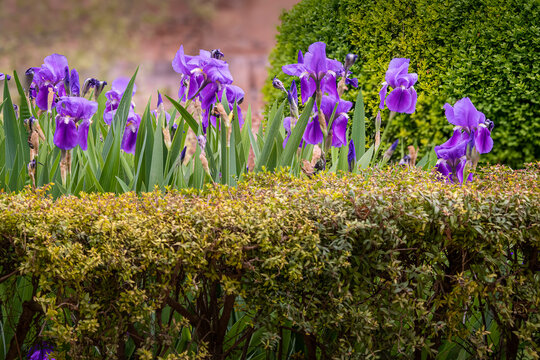 multiples flores de Iris germanica o lirio Alem&aacute;n de color violeta en primavera