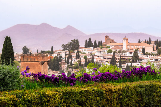 vista del barrio del Albaic&iacute;n desde los jardines del Generalife en la Alhambra con un macizo de lirios color violeta, Granada, Espa&ntilde;a