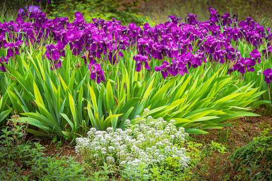 jard&iacute;n con Iris de color p&uacute;rpura vibrante con flores blancas en su parte baja
