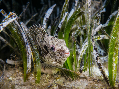 Siganus rivulatus hiding in Posidonia seagrass