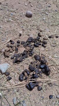 Wild animal scat and manure pellets on dry dirt ground