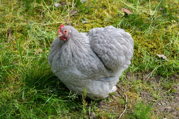 Nancy, France - April 28th 2026 : View on a female Pekin Bantam in a henhouse in a park in the city of Nancy. © Alexandre Prevot