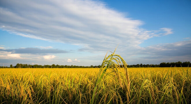 Golden rice field under a blue sky with soft white clouds, capturing the essence of a bountiful harvest in a rural agricultural landscape
