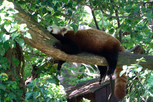 PANDA ROSSO