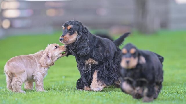 Cute cocker spaniel puppies running and playing with mother dog, joyful 4K slow motion