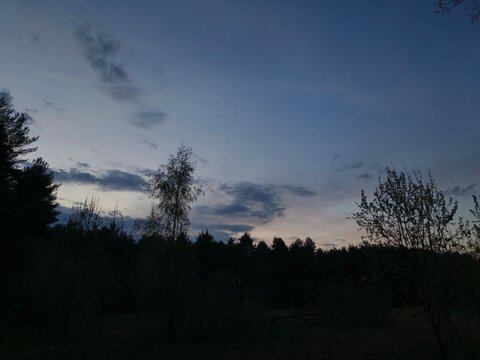 Beautiful sunset with blue sly in the forest with dark trees silhouette in the spring time