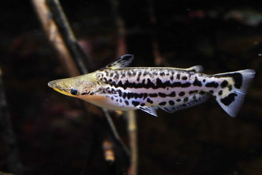 Lateral view of a Orinoco dolphin catfish, also known as Duck catfish (Ageneiosus magoi)